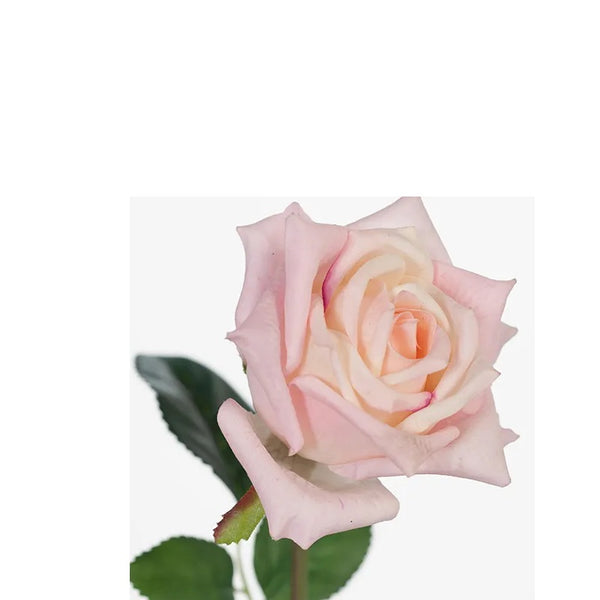 Rose Lola Soft Pink  46cml
