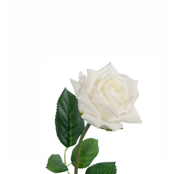 Rose Lola Soft White 46cml